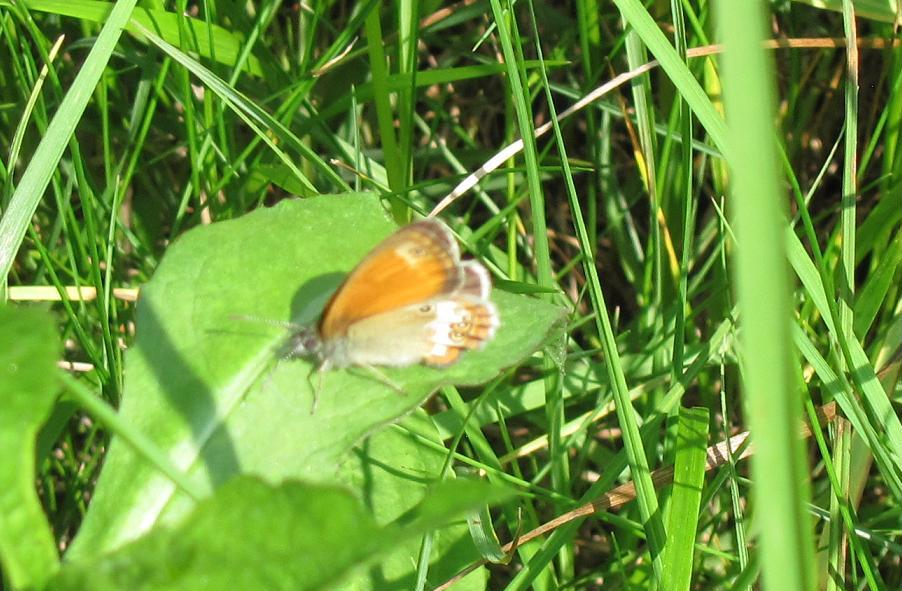 Coenonympha arcania?